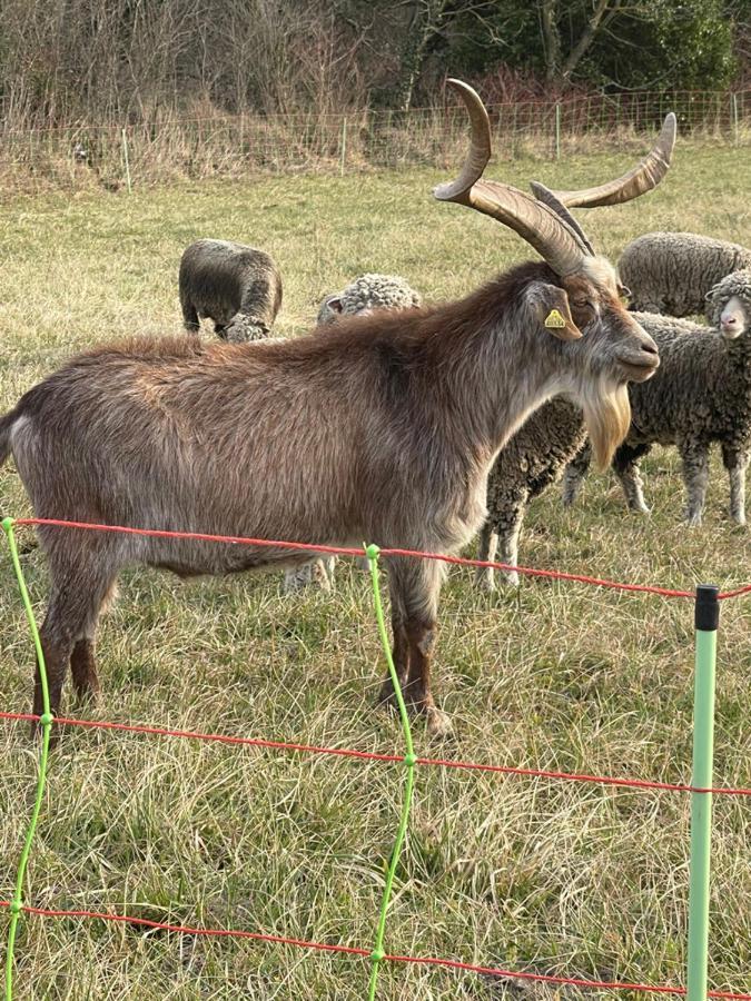 Le Mas Des Perrines Maison D'Hotes Pernes-les-Fontaines Zewnętrze zdjęcie